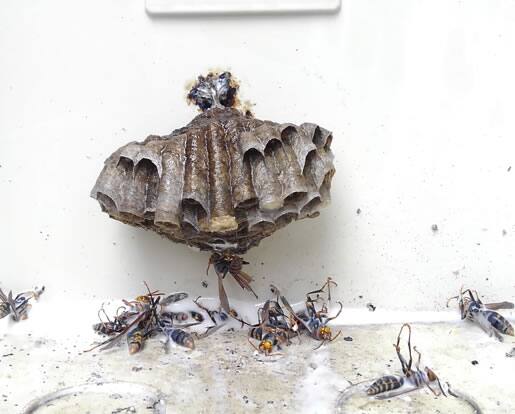 アシナガバチの巣駆除メーターボックス